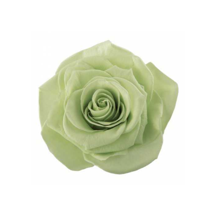 <h4>Rose Monalisa Lime Green</h4>