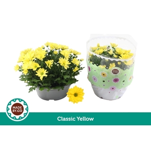 Chrysant Yellow