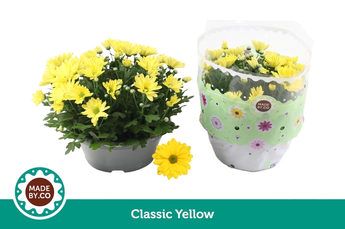 <h4>Chrysant Yellow</h4>