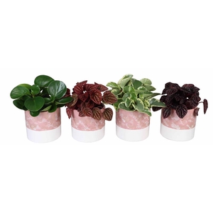 Peperomia mix P12 L 65819
