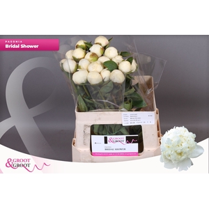 Paeonia Bridal Shower