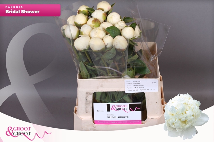 <h4>Paeonia Bridal Shower</h4>