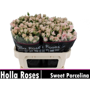 R Tr Sweet Porcelina