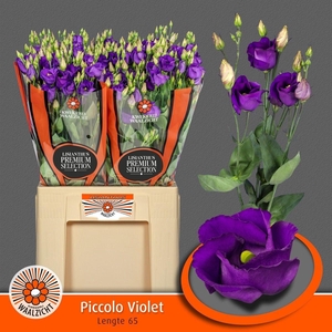 EUS E PICCO VIOLET