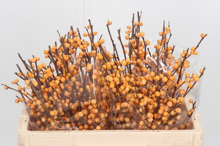 <h4>Ilex Golden Verboom</h4>