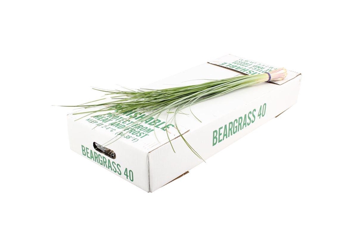 <h4>Beregrass Koper</h4>