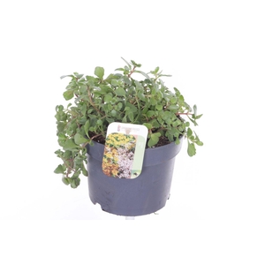 Sedum spurium Coccineum