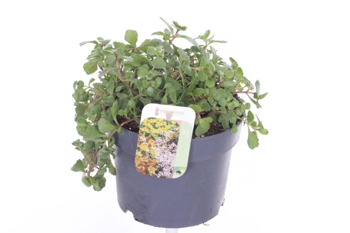<h4>Sedum spurium Coccineum</h4>