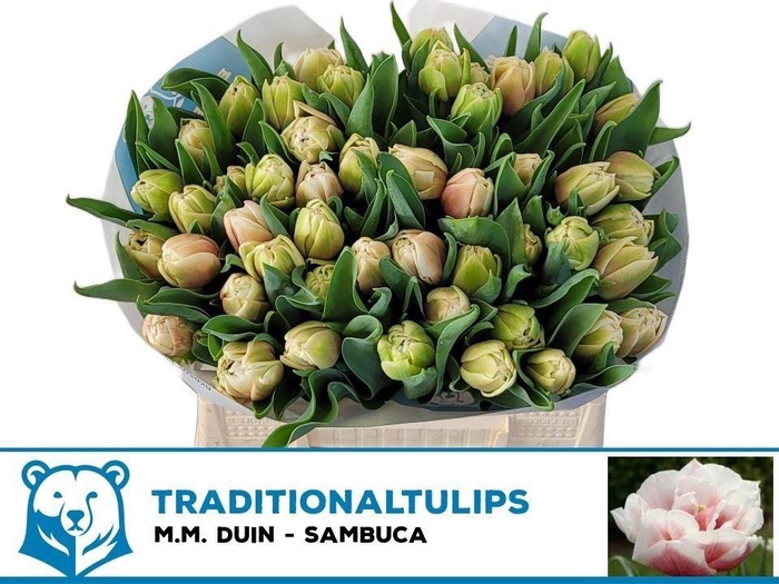 <h4>TULIPA DU 'SAMBUCA'</h4>