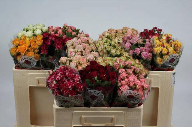 <h4>R TR GEM IN FUST</h4>