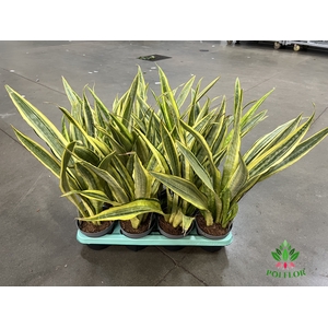 Sansevieria Aubrytniana Lauren (Decorum) 14Ø 70cm
