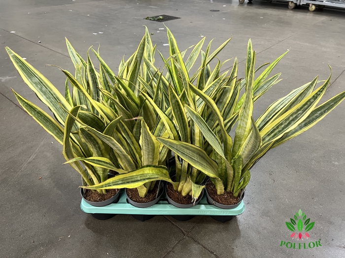Sansevieria Aubrytniana Lauren (Decorum) 14Ø 70cm