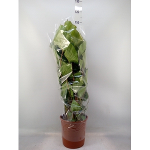 Homalomena rubescens 'Maggy'