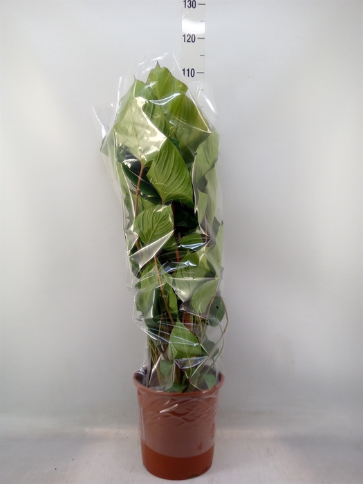 <h4>Homalomena rubescens 'Maggy'</h4>