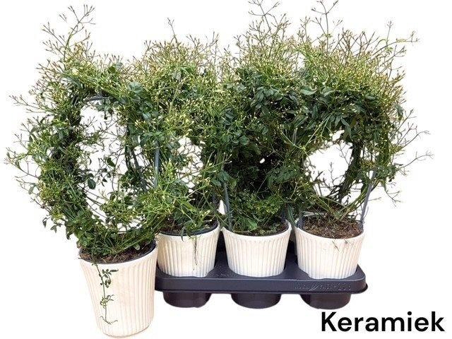 <h4>JASM POLYANTHUM WIT</h4>