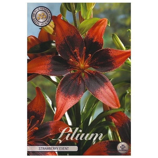 <h4>Lilium Strawberry event x2 16/18</h4>