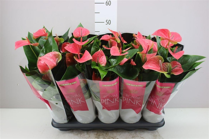 <h4>Anth An Roze</h4>