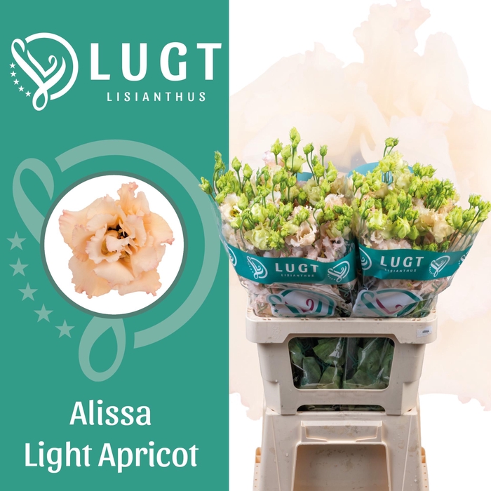 <h4>Lisianthus Alissa Light Apricot 996</h4>