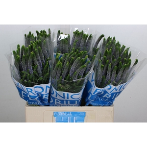 Veronica  'Clea June'