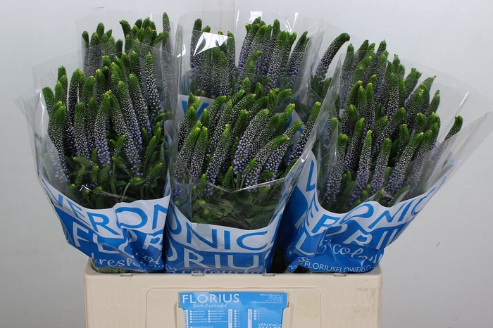 <h4>Veronica  'Clea June'</h4>