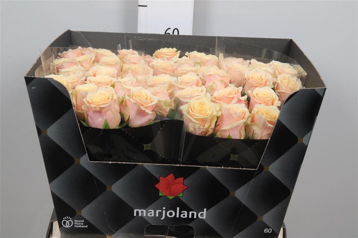 <h4>R Gr Bellini!</h4>