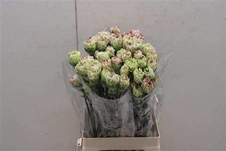 <h4>Di St Cover</h4>