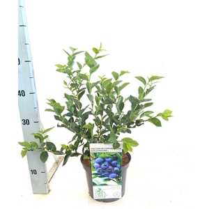 Vaccinium mix trolley C3 (MG26171)