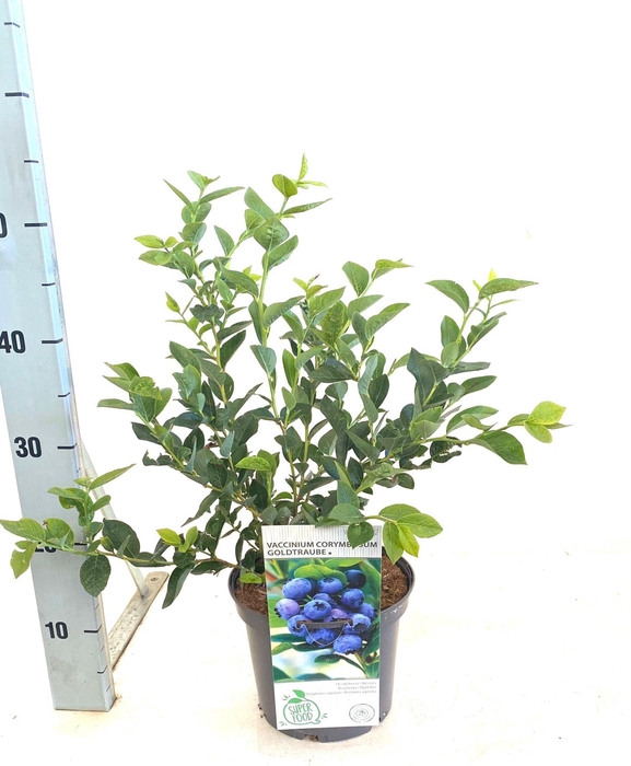 <h4>Vaccinium mix trolley C3 (MG26171)</h4>