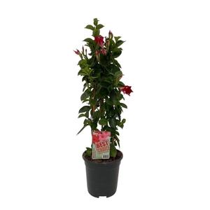 Sundaville (Dipladenia) rood P17