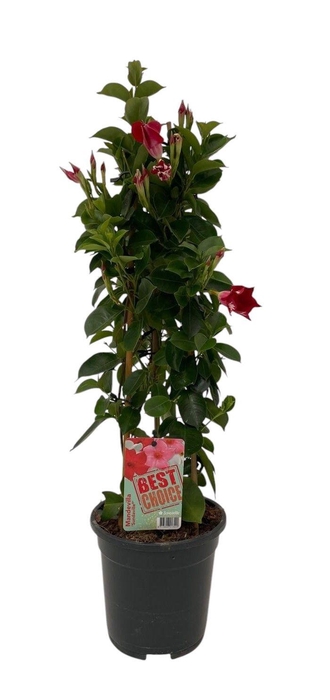 <h4>Sundaville (Dipladenia) rood P17</h4>