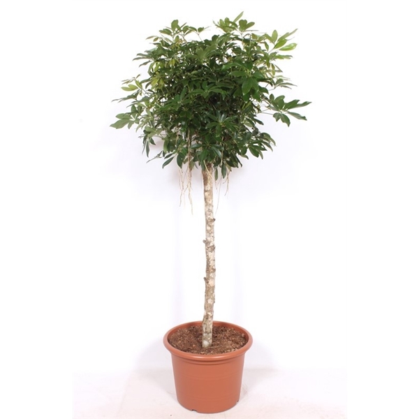 <h4>Schefflera arboricola 'Compacta'</h4>