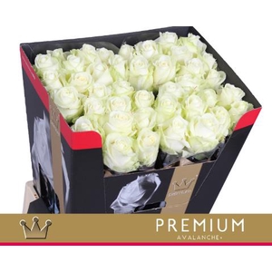 Rosa large avalanche+ Bernhard Premium