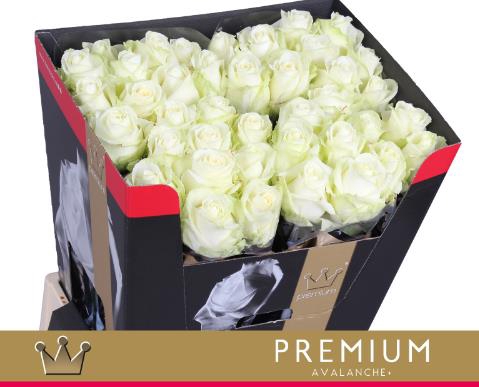 <h4>Rosa la avalanche+ Bernhard Premium</h4>