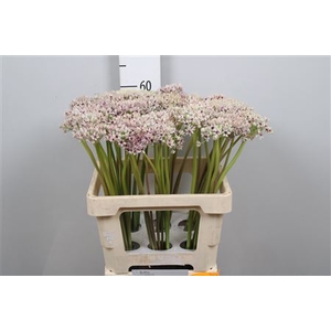 Allium Silverspring