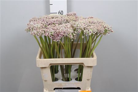 <h4>Allium Silverspring</h4>