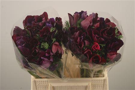 <h4>Anem Mistral Noir Super</h4>