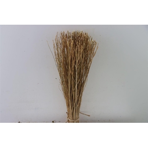 Dried Natural Bunch Cut 50cm