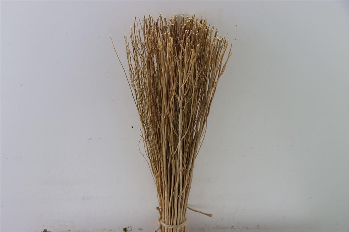 <h4>Dried Natural Bunch Cut 50cm</h4>