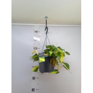 Philodendron scand. 'Brasil'