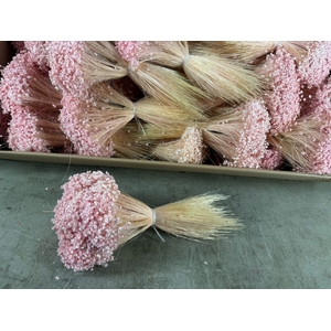 DF Glixia Light Pink Bs 100g
