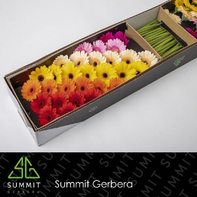 <h4>GE MI DIAGONAAL GEM</h4>