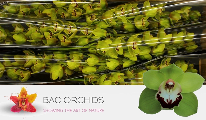 <h4>CYMB T VALLEY BOOP</h4>