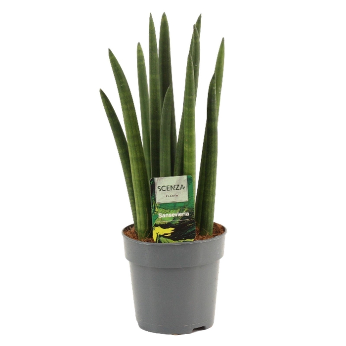 <h4>Sansevieria Cylindrica 12 cm Rocket</h4>