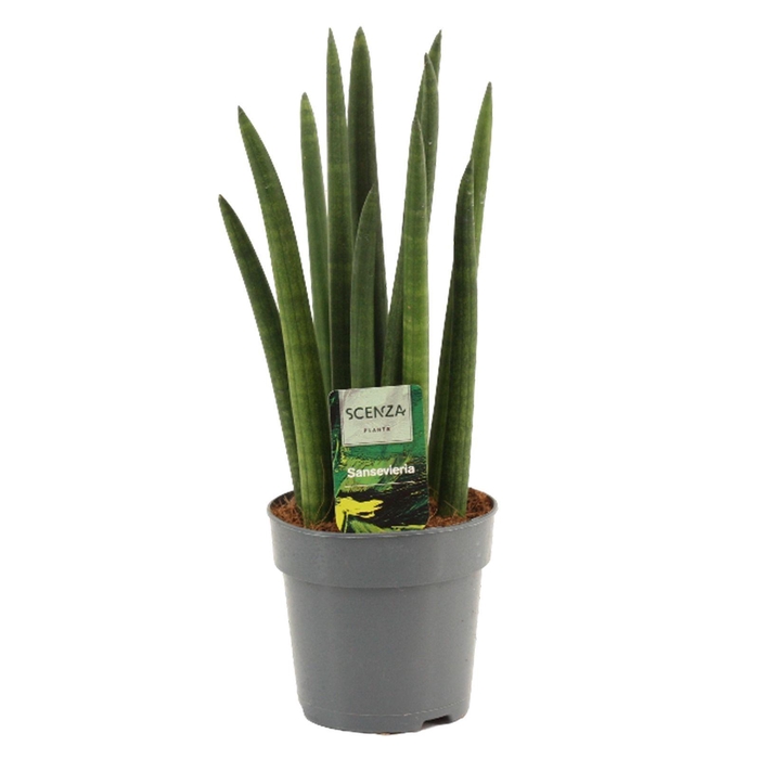 <h4>Sansevieria Cylindrica 12 cm Rocket</h4>