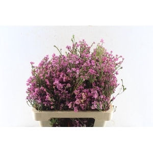 Kaaps Erica Pink Extra