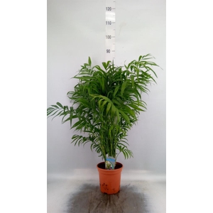 Chamaerops humilis