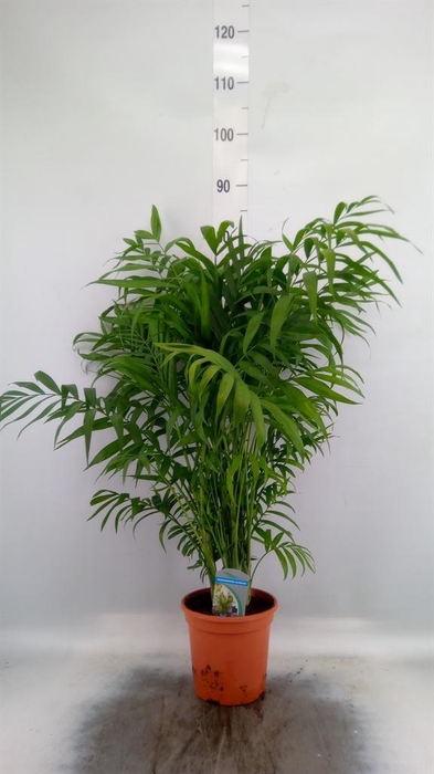 <h4>Chamaerops humilis</h4>
