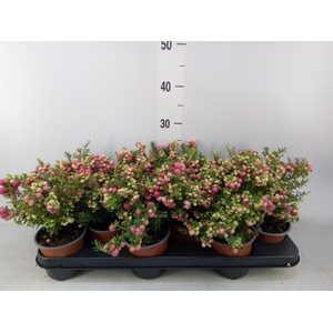 Gaultheria   ...red berry