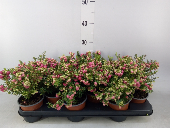 <h4>Gaultheria   ...red berry</h4>