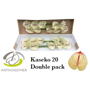 Anthurium Kaseko